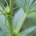 How to Identify a Hemp Plant from a Cannabis Plant