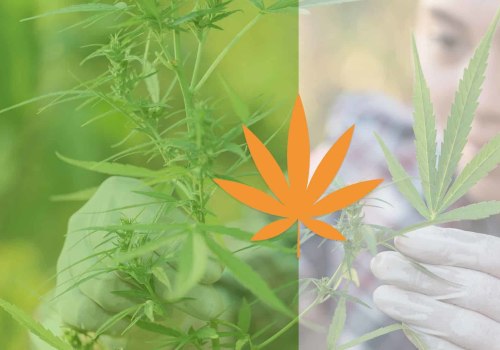 Where is cbd found naturally?