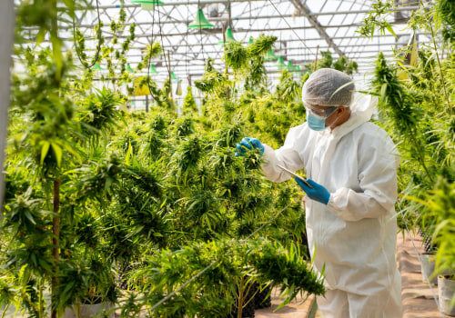 What Are the Benefits of CBD?