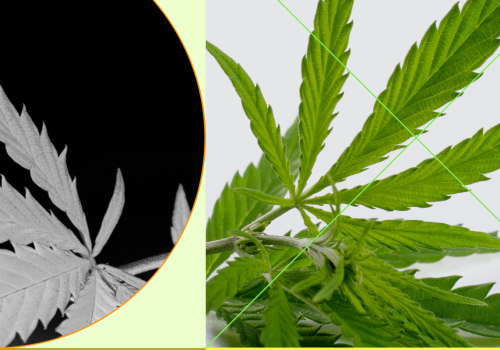 Can CBD Make Tinnitus Worse?