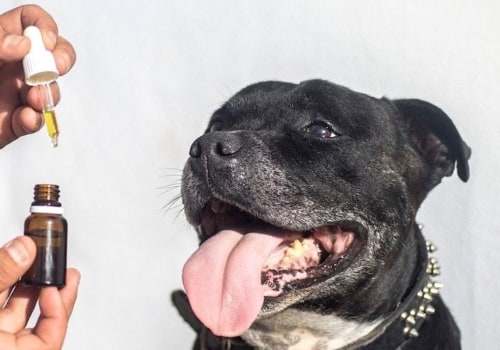 Can CBD Treats Help Your Dog?